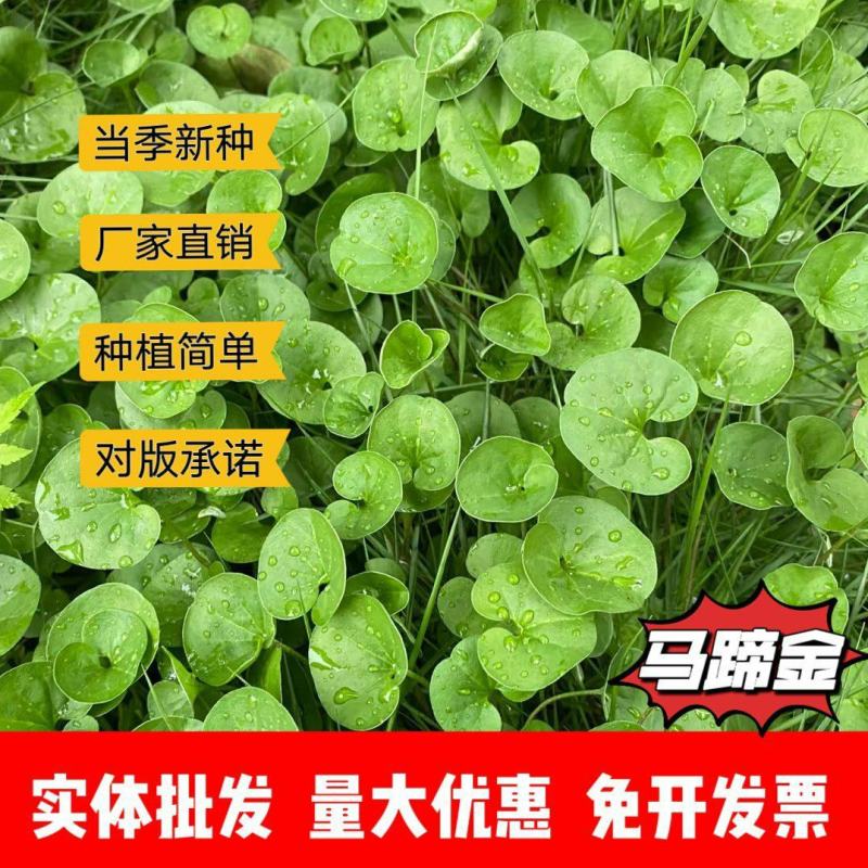 马蹄金种子厂家发货一手货源批发质量保证价格美丽欢迎下单
