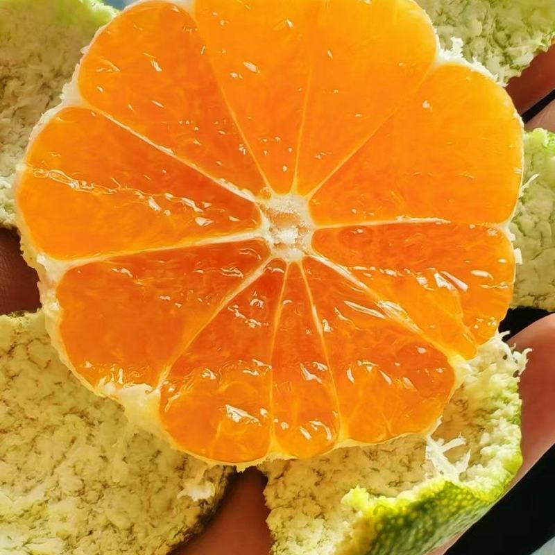 云南精品特早蜜橘大量上市品质保证量大从优一手货源