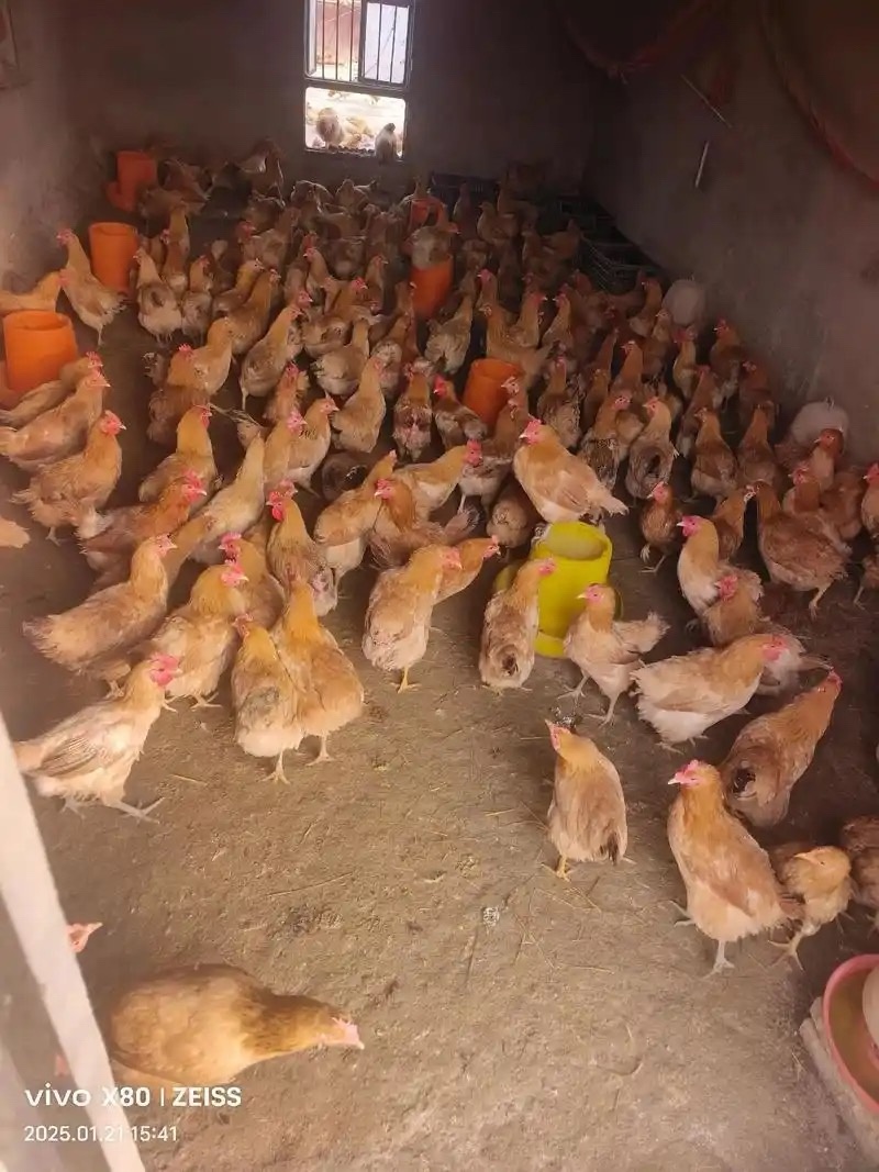 草鸡苗，跑山鸡常年出售草鸡苗厂家直销