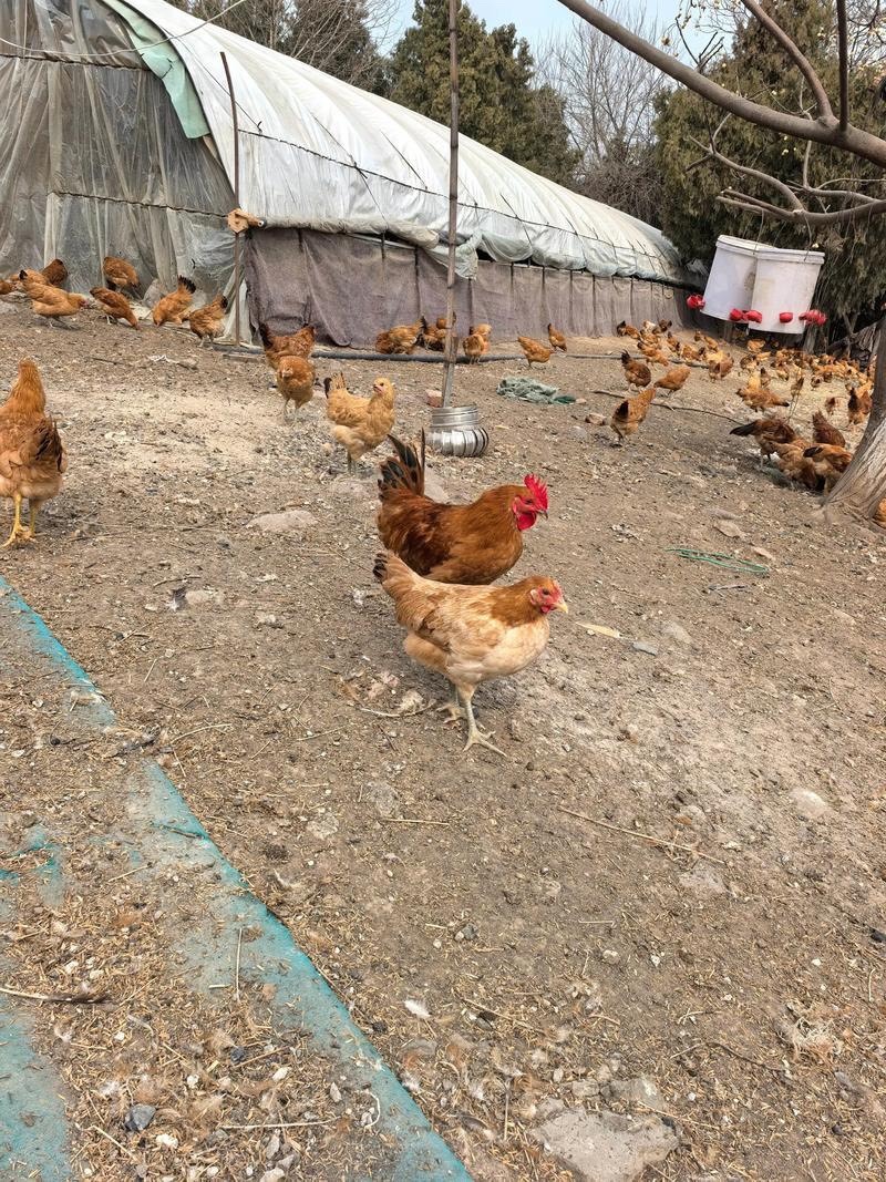 草鸡苗，跑山鸡常年出售草鸡苗厂家直销