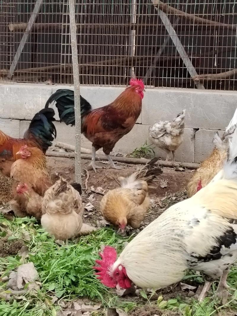 草鸡苗，跑山鸡常年出售草鸡苗厂家直销