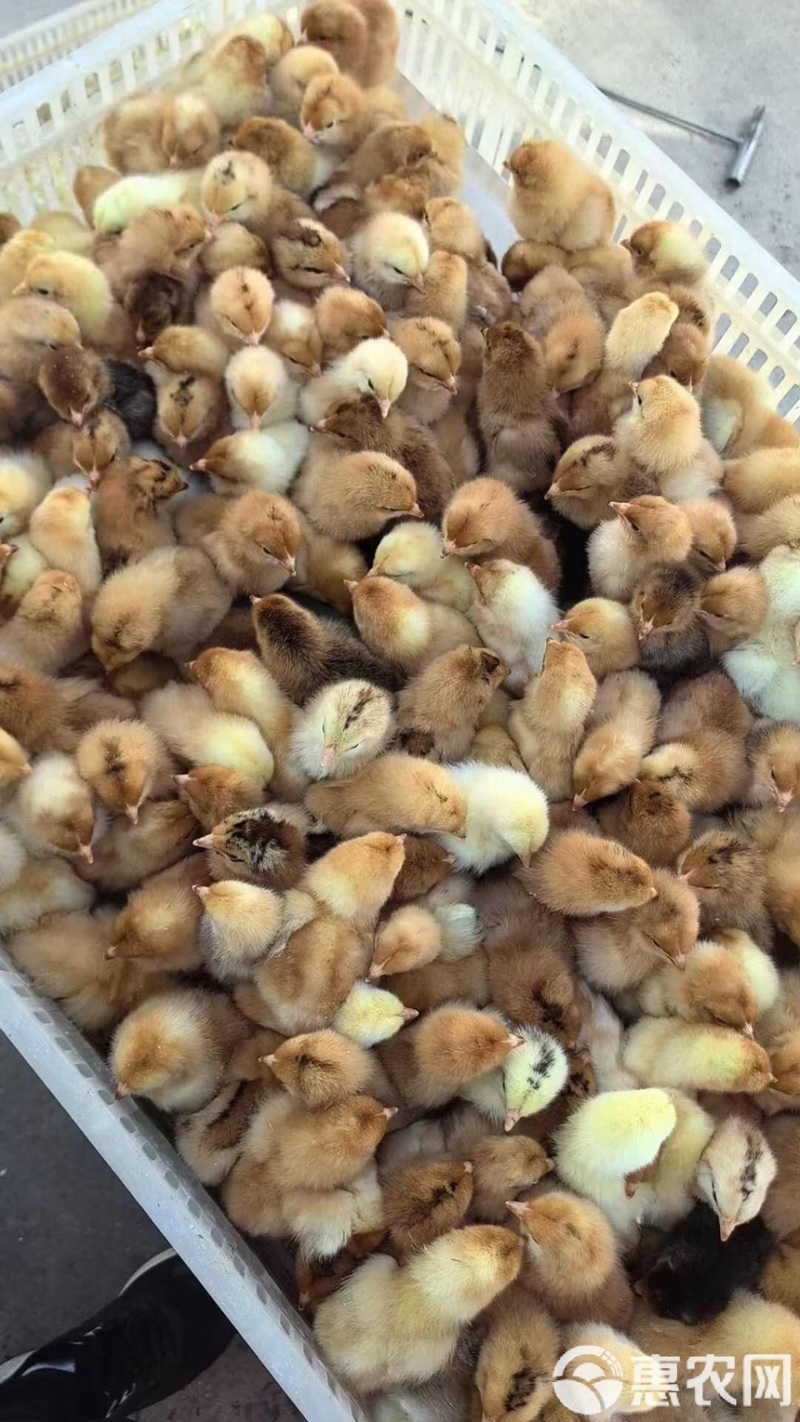 草鸡苗，跑山鸡常年出售草鸡苗厂家直销