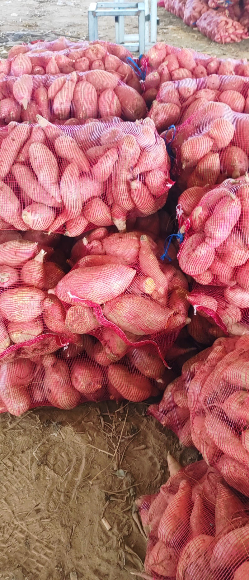 蜜薯
