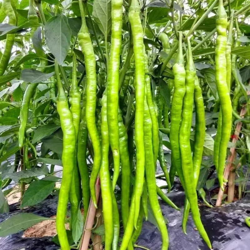 高山线椒一手货源支持视频看货保质保量欢迎订购