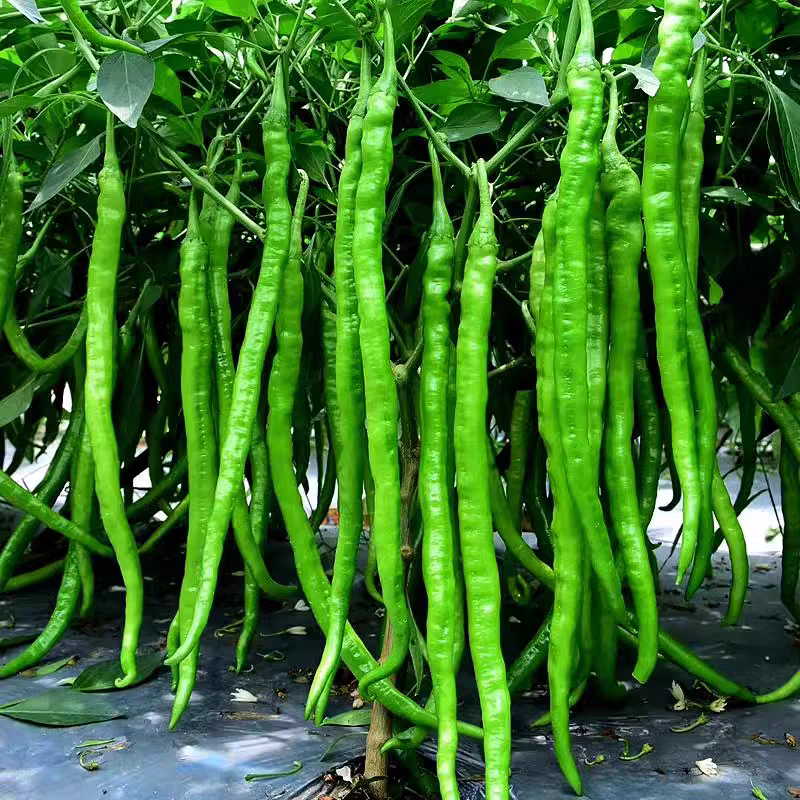 高山线椒一手货源支持视频看货保质保量欢迎订购