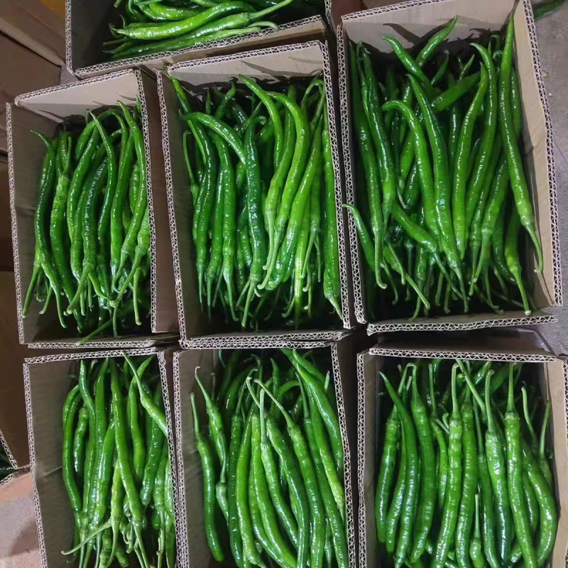 高山线椒一手货源支持视频看货保质保量欢迎订购