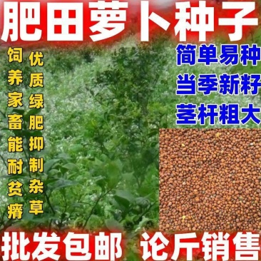 肥田萝卜种子厂家一手货源批发品质保证价格便宜欢迎下单咨询