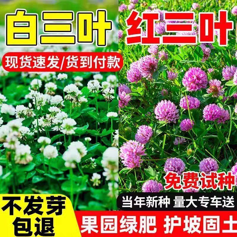 红三叶白三叶种子厂家发货一手货源批发质量保证价格便宜