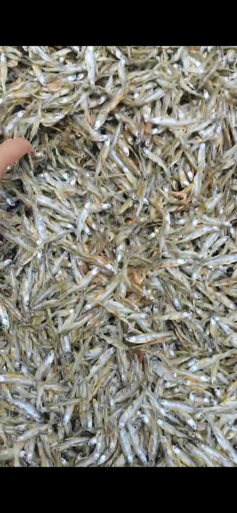猫粮/猫食/猫鱼/鱼干/干货/小河鱼/水库鱼/纯野生