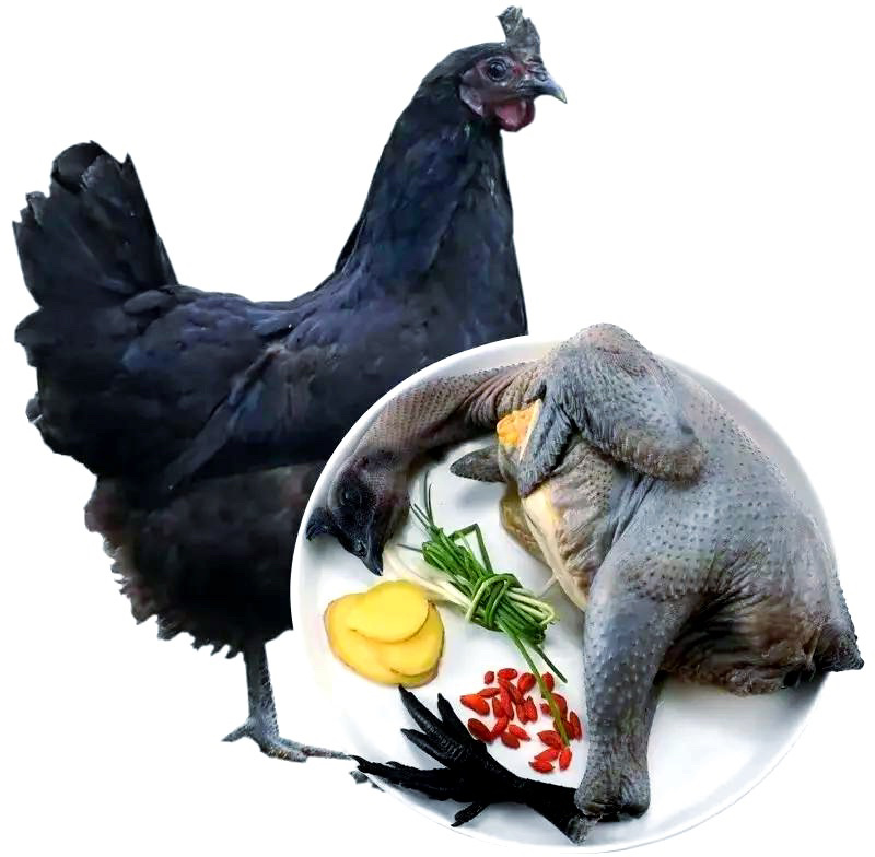 五黑鸡苗（常年出售优质五黑鸡苗）厂家直销