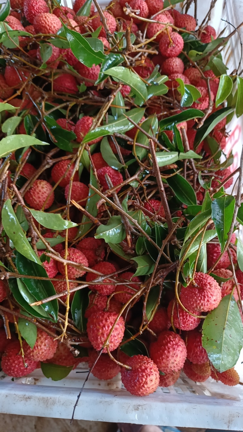 荔枝凤花荔枝