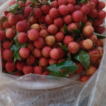 荔枝凤花荔枝