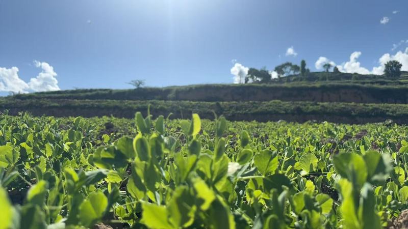 四川高原豌豆尖