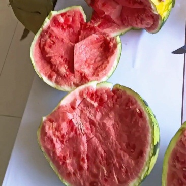 宁夏中卫麒麟西瓜来了