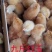 九斤红鸡苗（常年出售幼苗）厂家直销