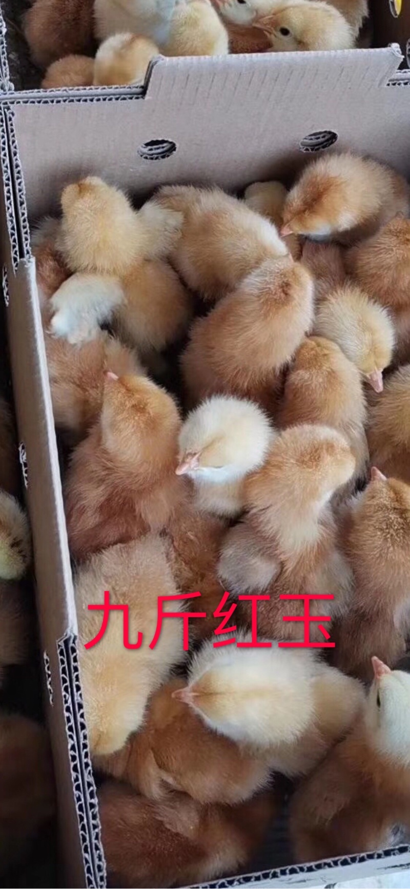 九斤红鸡苗（常年出售幼苗）厂家直销