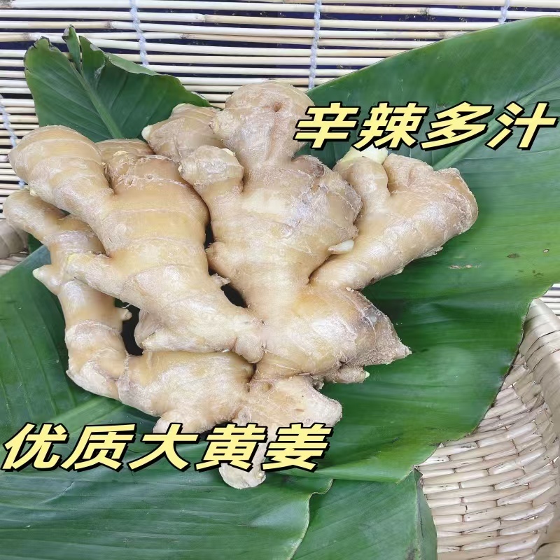 山东大姜