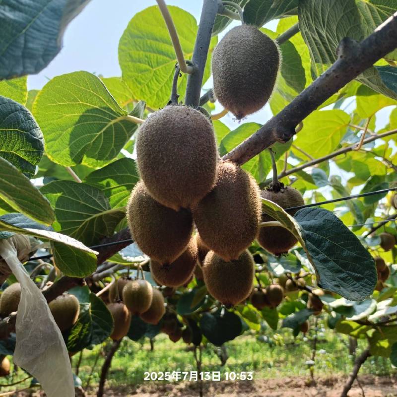 大颗粒散装无核蜜枣即食整袋整箱商用自用实惠干蜜枣大货批