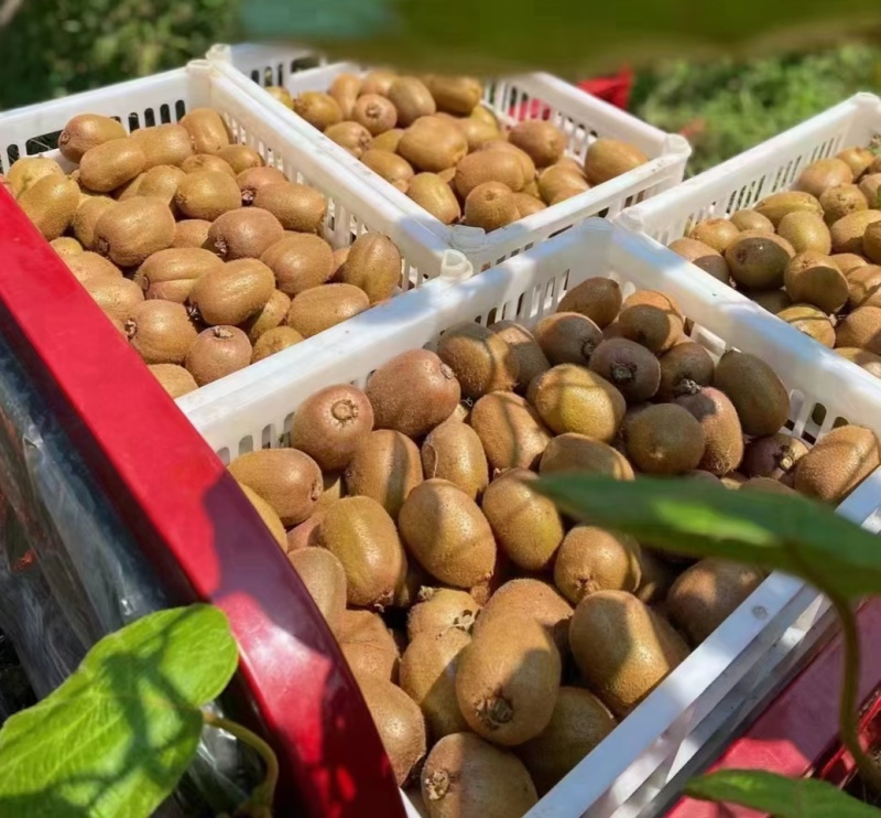 大颗粒散装无核蜜枣即食整袋整箱商用自用实惠干蜜枣大货批