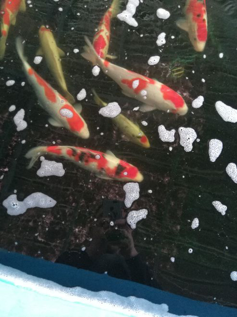 锦鲤观赏鱼（鸿运当头）
