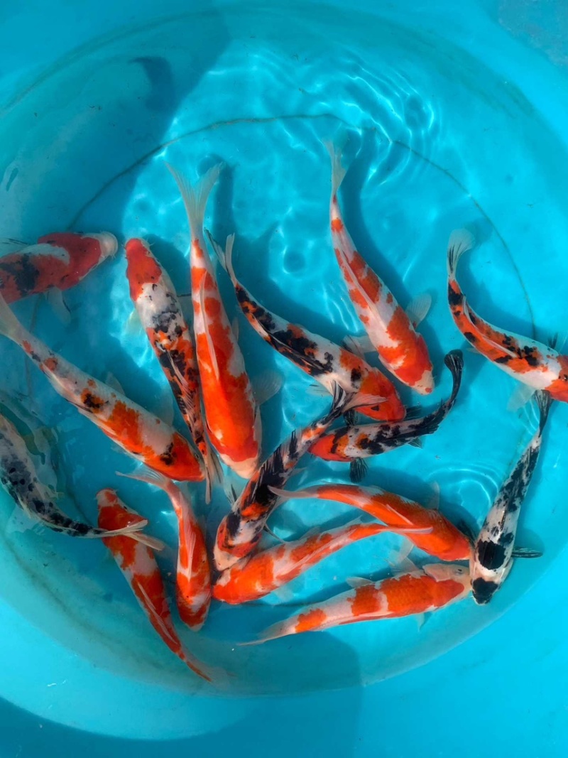 锦鲤观赏鱼（鸿运当头）