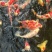 锦鲤观赏鱼（鸿运当头）