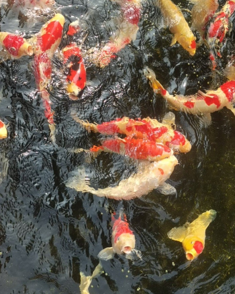 锦鲤观赏鱼（鸿运当头）