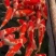 锦鲤观赏鱼（鸿运当头）