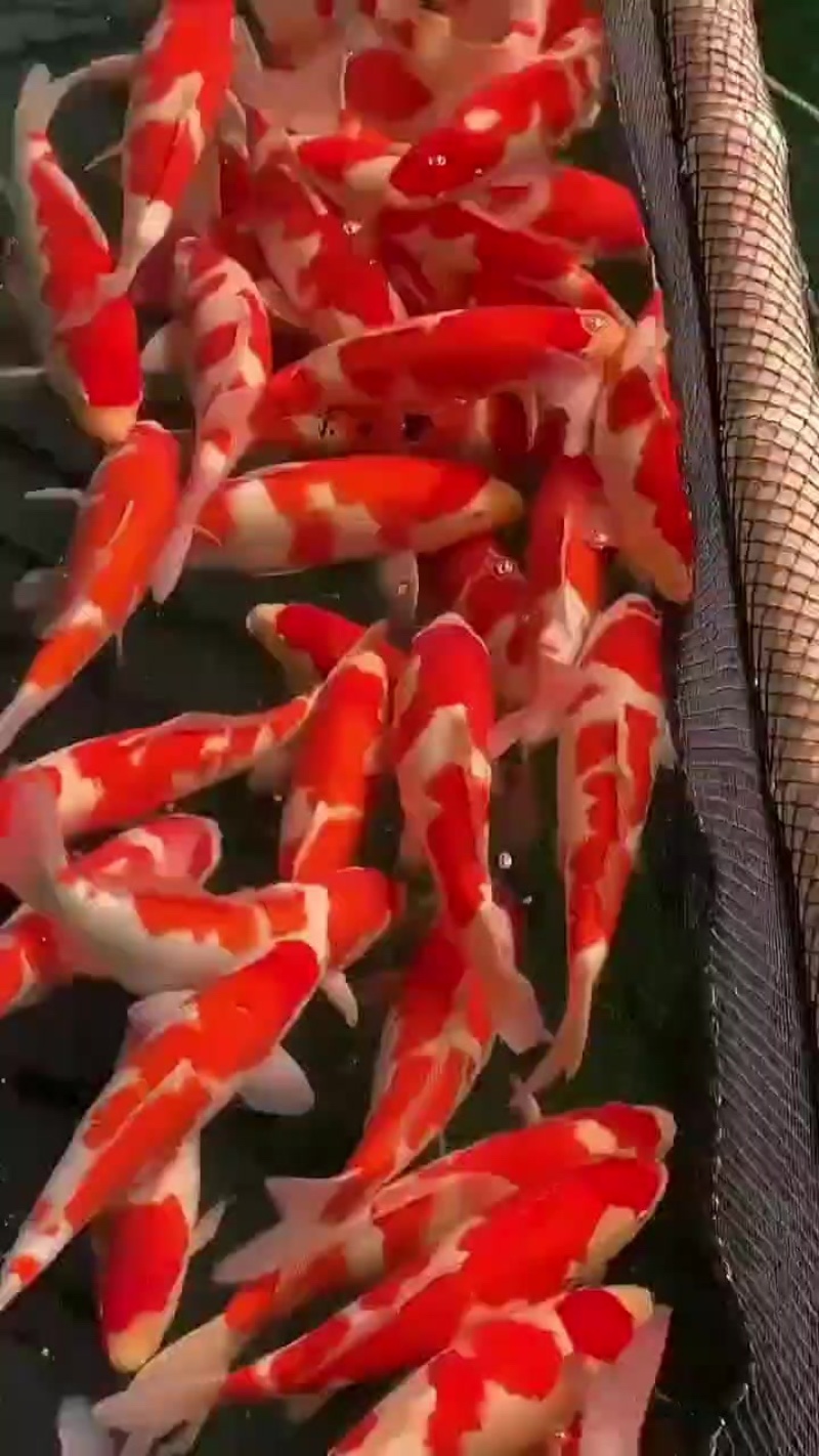 锦鲤观赏鱼（鸿运当头）