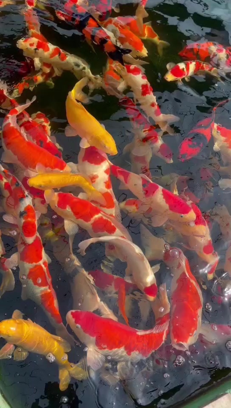 锦鲤观赏鱼（鸿运当头）