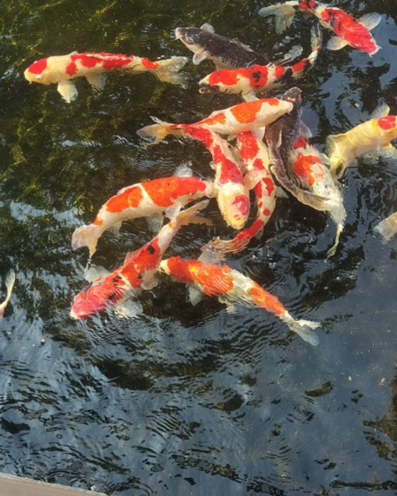 锦鲤观赏鱼（鸿运当头）