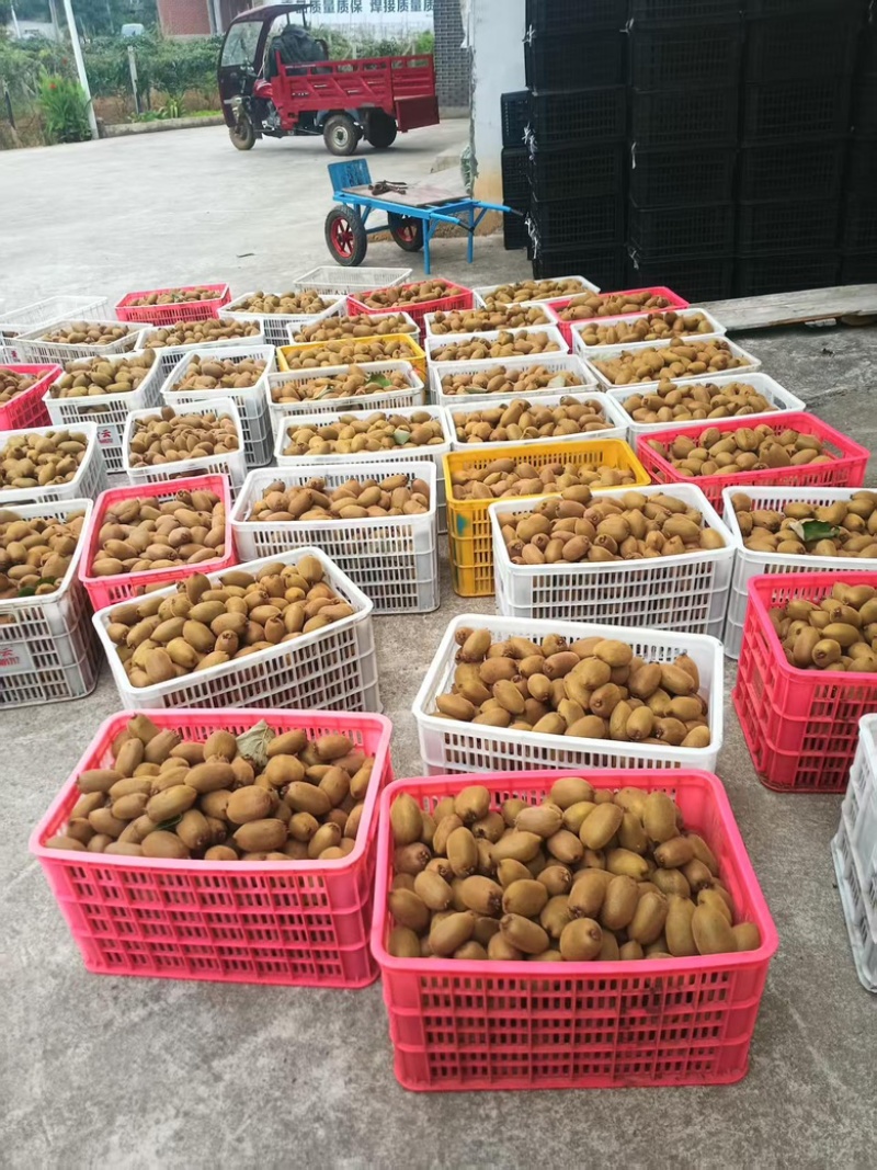 富硒米良一号猕猴桃大量供应，湖南湘西产地直发，一手货源