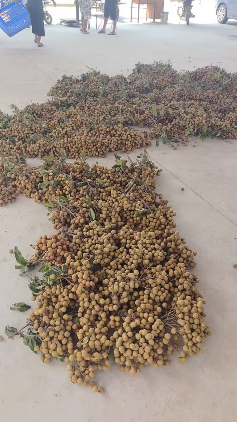 广东精品石峡龙眼产地直发一手货源质量保证全国发货