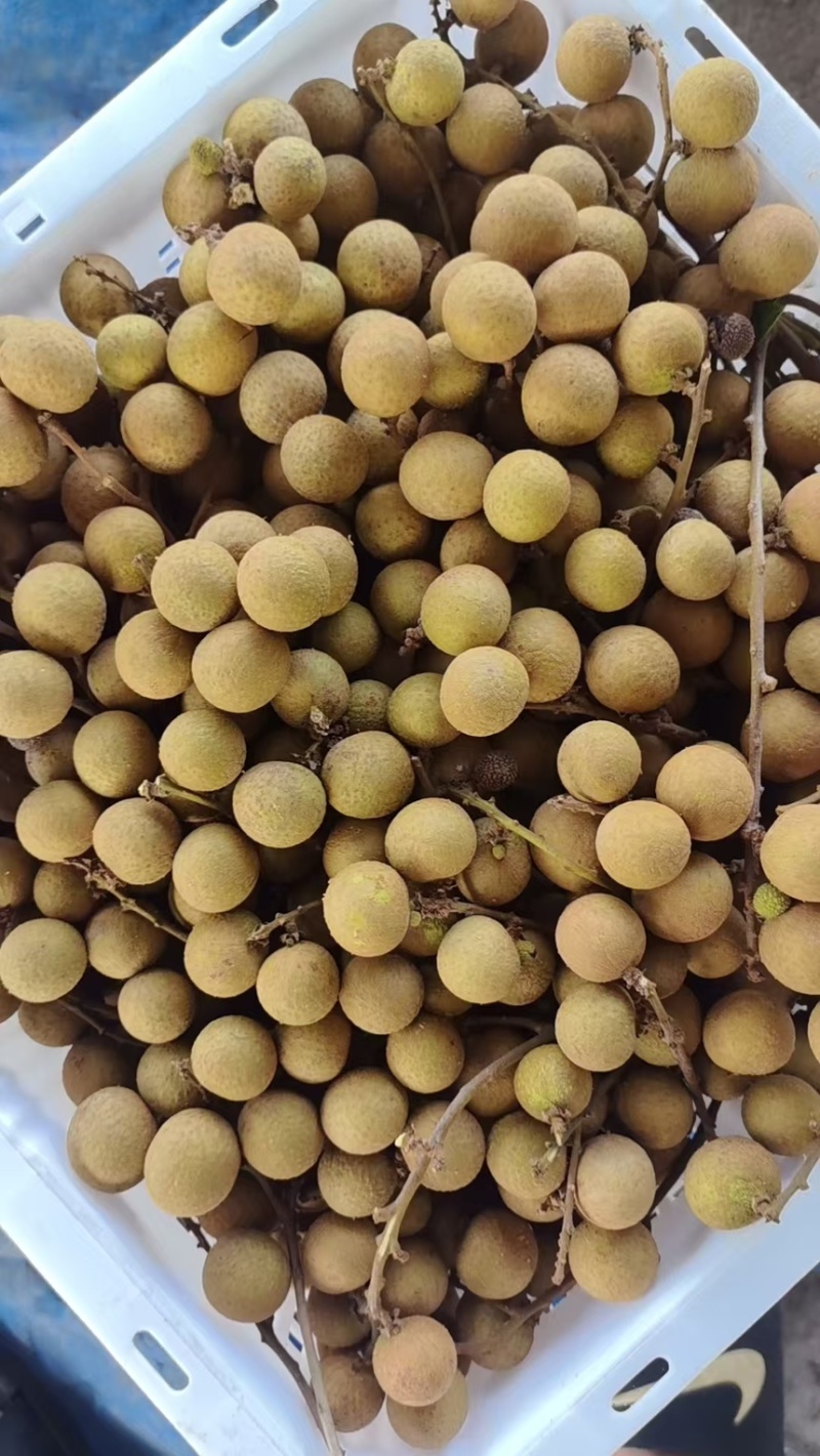 广东精品石峡龙眼产地直发一手货源质量保证全国发货