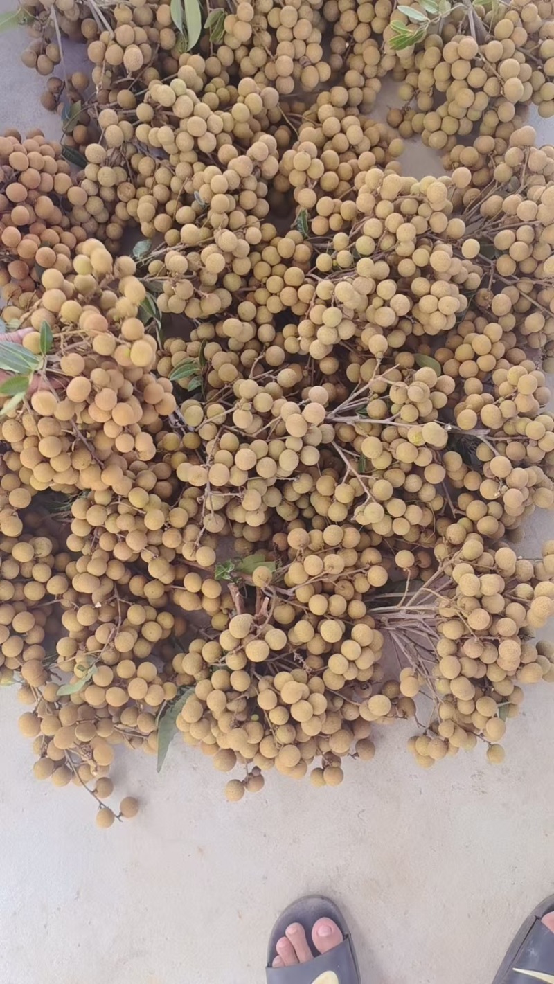 广东精品石峡龙眼产地直发一手货源质量保证全国发货