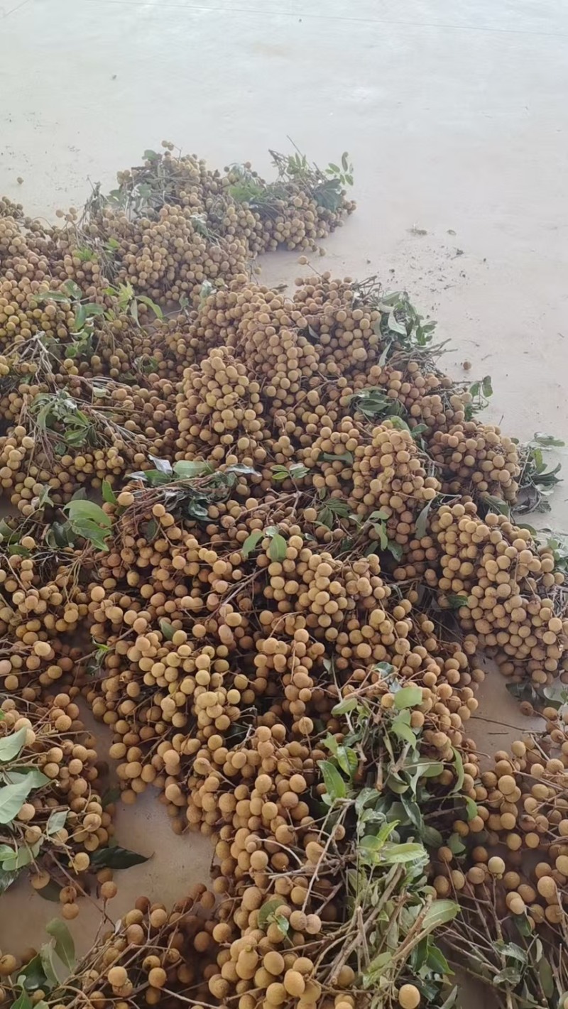 广东精品石峡龙眼产地直发一手货源质量保证全国发货