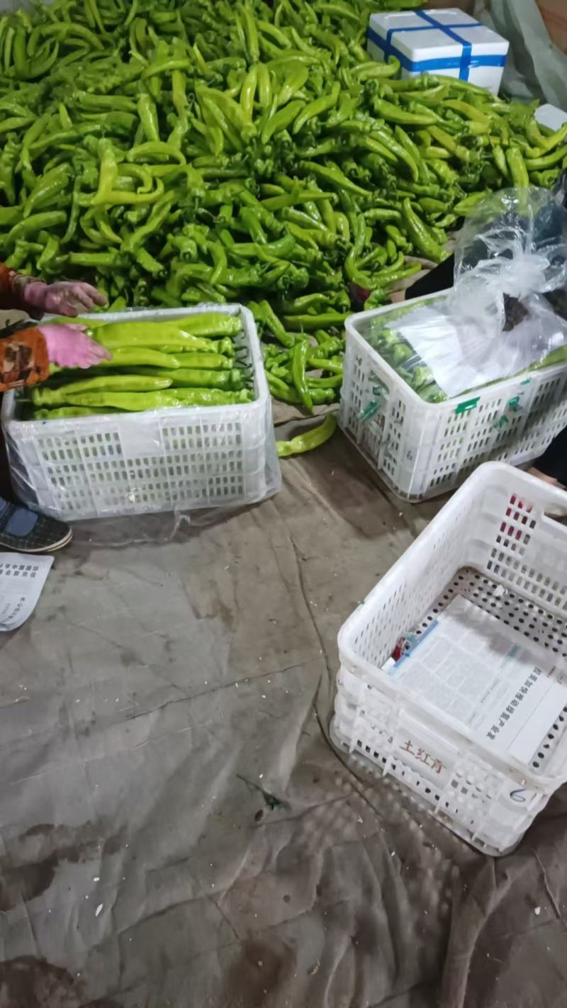青椒，尖椒大量上市产地直发货源充足欢迎电话联系