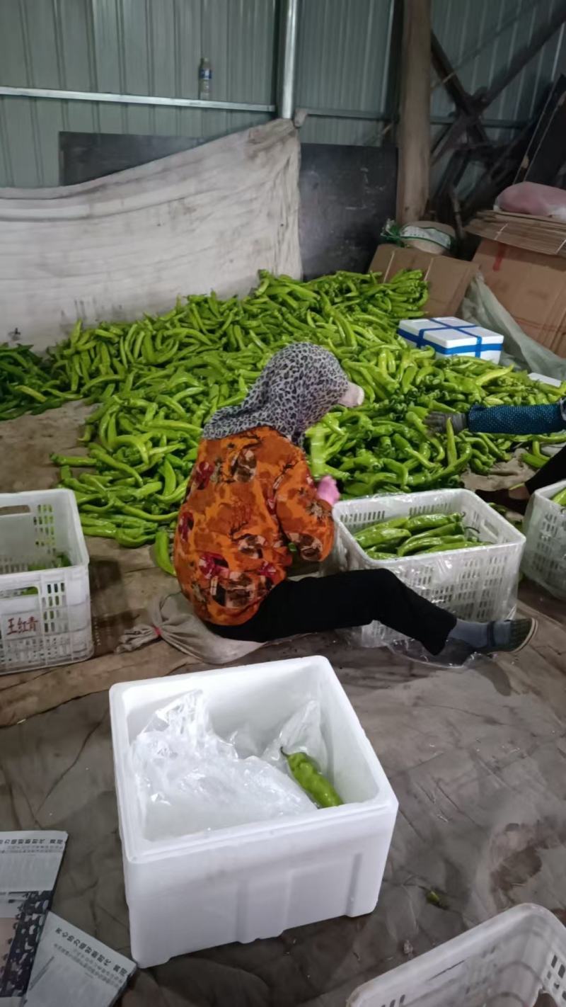 青椒，尖椒大量上市产地直发货源充足欢迎电话联系