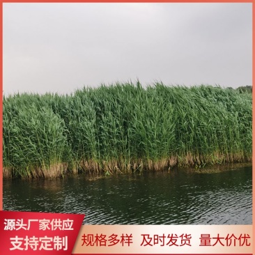 芦苇苗大量出售芦苇苗价格芦苇苗批发一手货源价格优惠