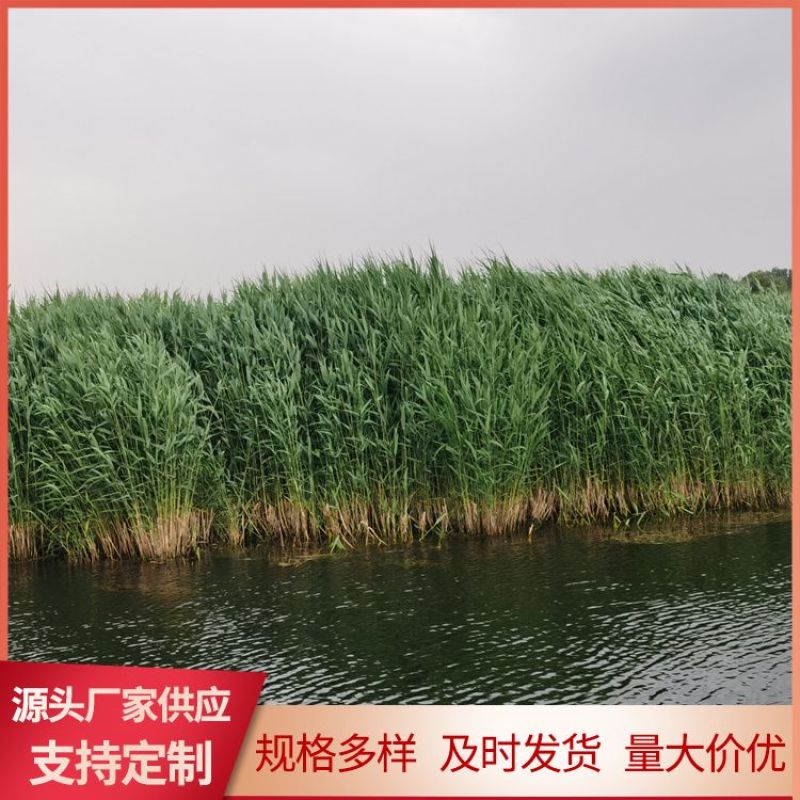 芦苇苗大量出售芦苇苗价格芦苇苗批发一手货源价格优惠