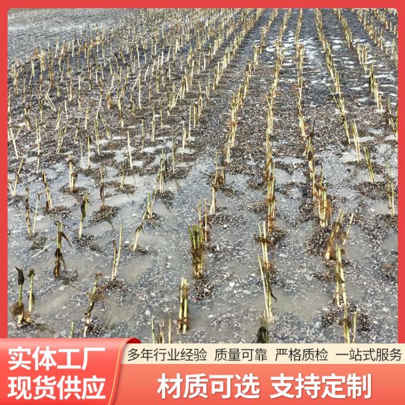 芦苇苗大量出售芦苇苗价格芦苇苗批发一手货源价格优惠