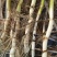 芦苇苗大量出售芦苇苗价格芦苇苗批发一手货源价格优惠