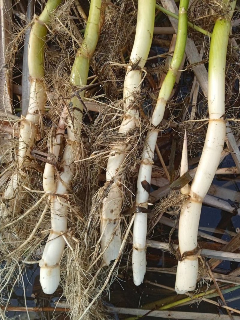 芦苇苗大量出售芦苇苗价格芦苇苗批发一手货源价格优惠