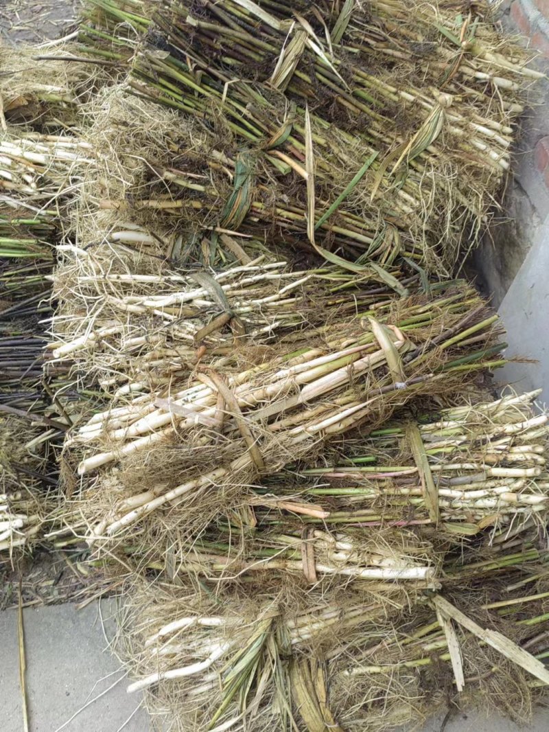 芦苇苗大量出售芦苇苗价格芦苇苗批发一手货源价格优惠
