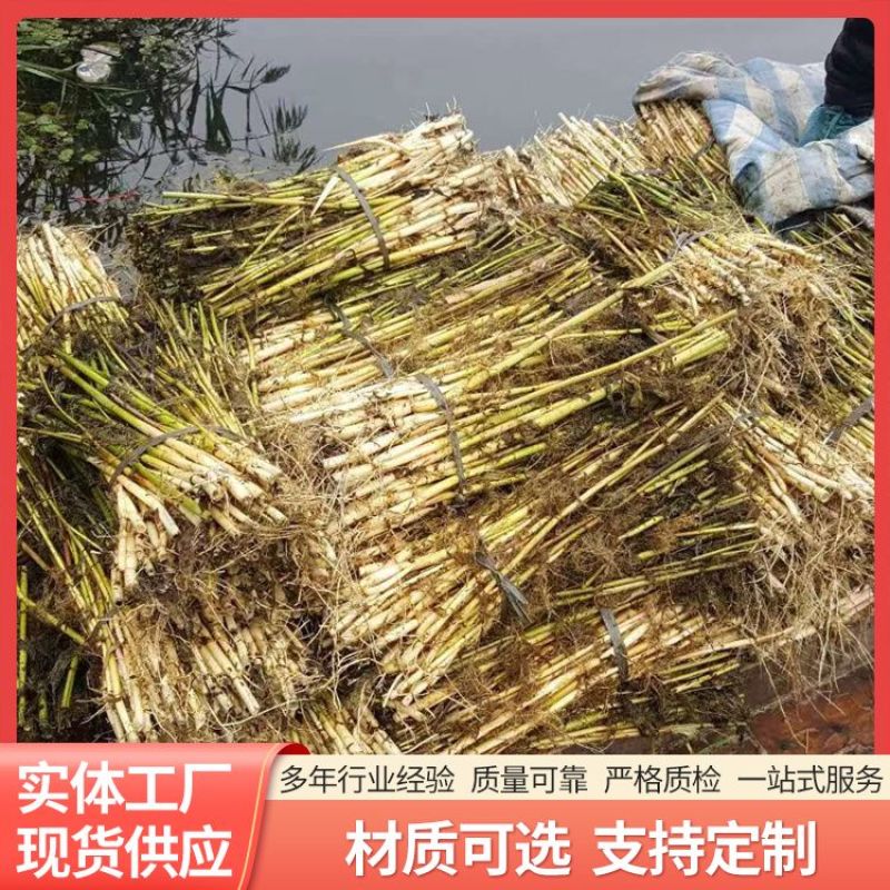 芦苇苗大量出售芦苇苗价格芦苇苗批发一手货源价格优惠