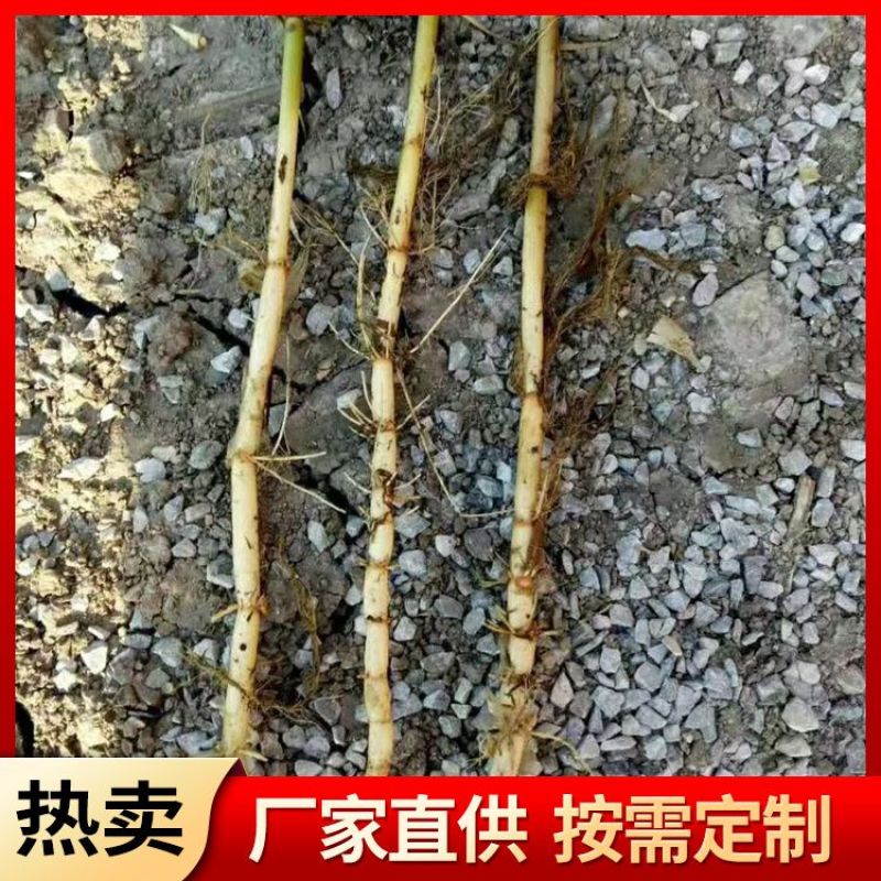 芦苇苗大量出售芦苇苗价格芦苇苗批发一手货源价格优惠