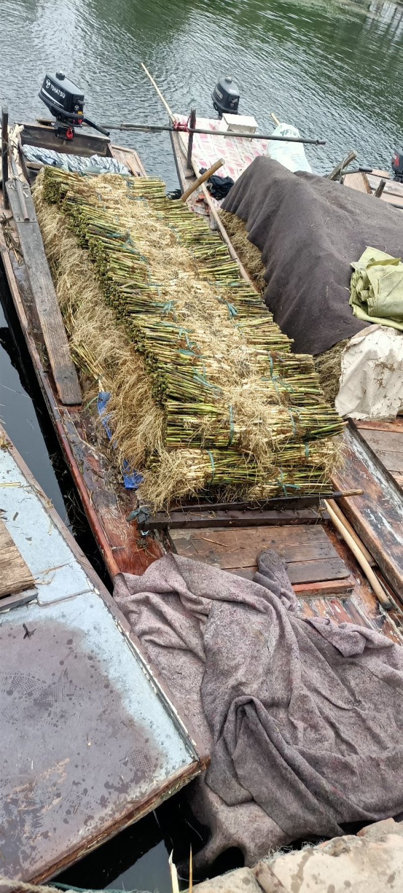 芦苇苗大量出售芦苇苗价格芦苇苗批发一手货源价格优惠