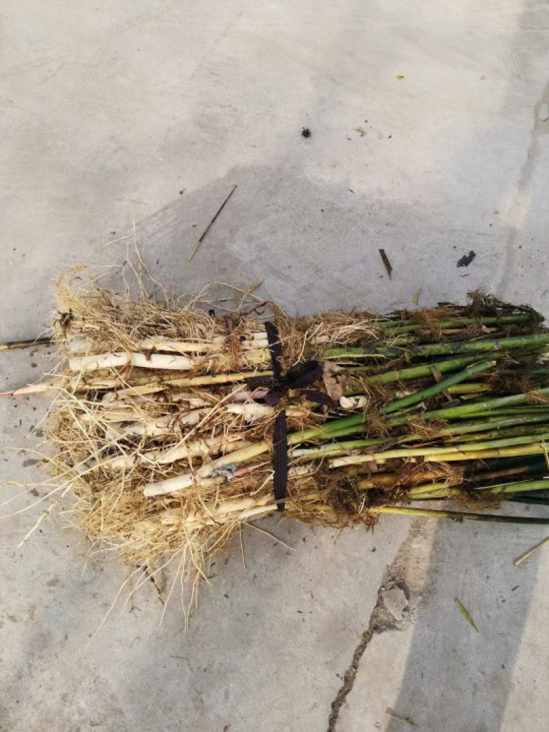 芦苇苗大量出售芦苇苗价格芦苇苗批发一手货源价格优惠