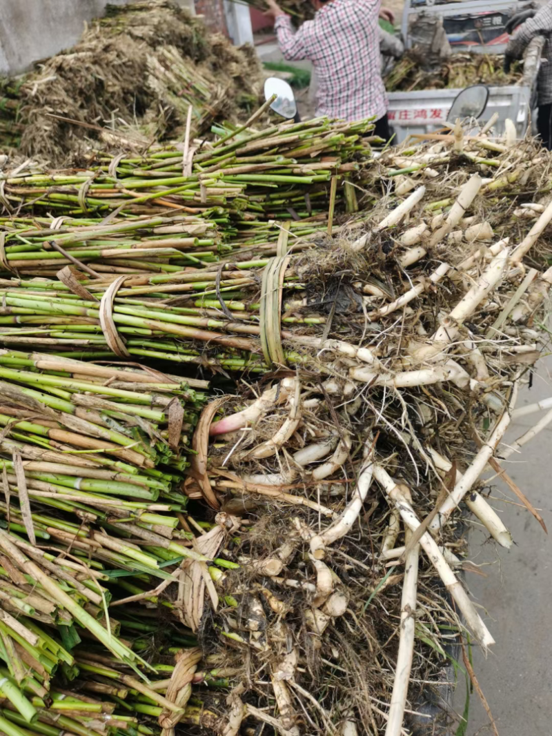 芦苇苗大量出售芦苇苗价格芦苇苗批发一手货源价格优惠