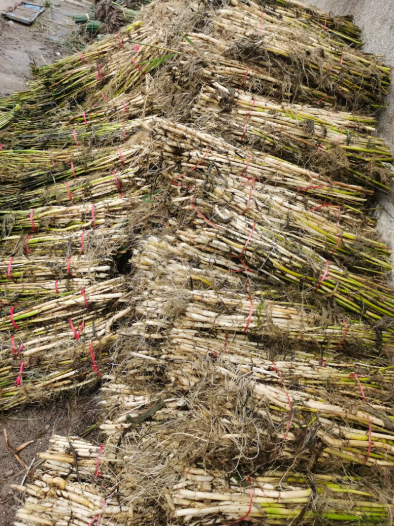芦苇苗大量出售芦苇苗价格芦苇苗批发一手货源价格优惠